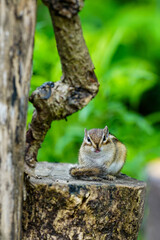 Lovely chipmunks in the woods