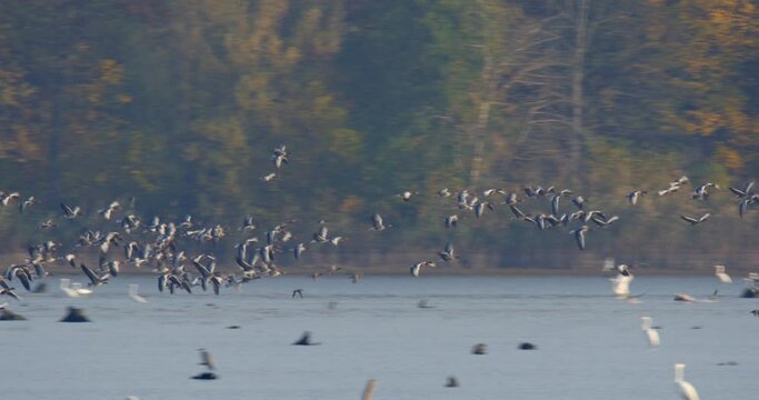 A large number of wetland birds on a shallow fish pond Crna Mlaka in autumn