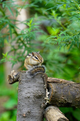 Lovely chipmunks in the woods