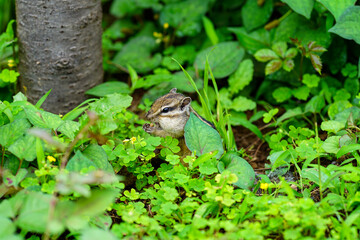 Lovely chipmunks in the woods
