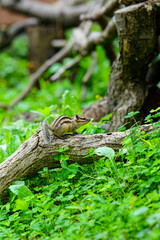 Lovely chipmunks in the woods