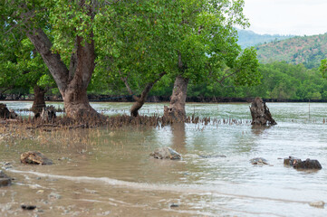 Mangrove forest was at country side in Dili Timor Leste