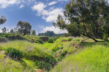 Fototapeta na wymiar A ravine in a eucalyptus forest covered with green grass. Israel