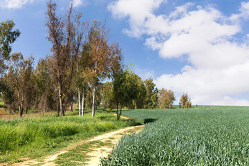 Fields of young wheat with eucalyptus trees on the horizon