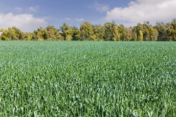 Fototapeta na wymiar Fields of young wheat with eucalyptus trees on the horizon