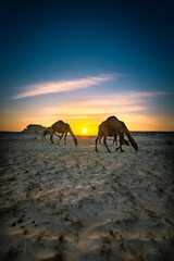 Beautiful Sunset Desert Landscape with camel near Al Sarar Saudi Arabia.Selective focused background blurred.