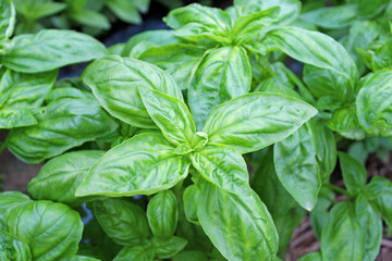 バジル畑