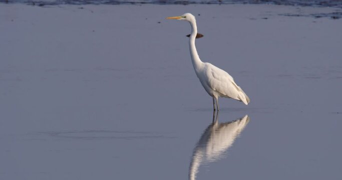 The great egret in shallow marsh