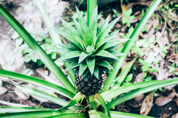 Fototapeta premium High angle view of young MG3 variety pineapple plant bearing fruit. Selective focus. Copy space.