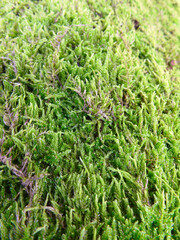 Cladonia coniocraea lichen growing in forest. nature, forest, fresh.