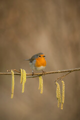 European Robin, Erithacus rubecula, perched on catkins, late winter in Oxfordshire