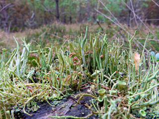 Cladonia coniocraea lichen growing in forest. nature, forest, fresh.