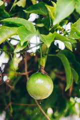 Closeup of a lone passion fruit in portrait orientation. Selective focus. Copy space.