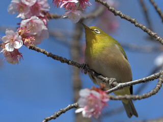 Obraz premium 青い空とピンク色の寒桜と緑の小鳥