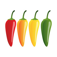 raw green, red, yellow, green jalapeno pepper. vector illustration