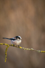 Naklejka premium Long tailed tit, Aegithalos caudatus, searching for food ,late winter in oxfordshire