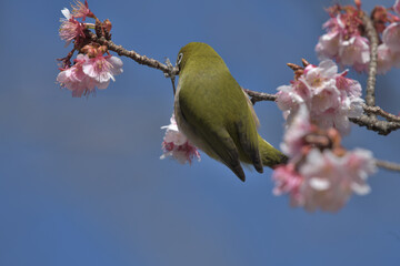 青い空とピンク色の寒桜と緑の小鳥