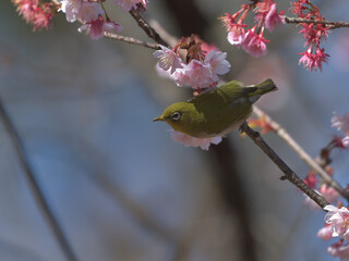 青い空とピンク色の寒桜と緑の小鳥