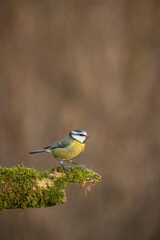 Obraz premium Blue tit , Cyanistes caeruleussearching for food ,late winter in oxfordshire