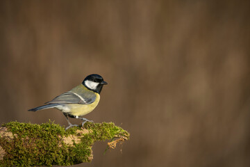 Obraz premium great tit, Parus major, Blue tit , searching for food ,late winter in oxfordshire