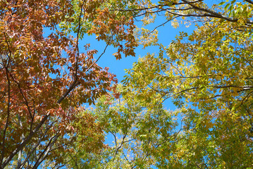 衹園原公園　秋