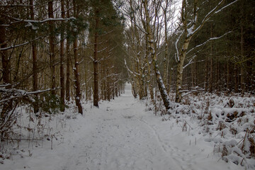 Fresh snow in a forest in a rural area of Suffolk, UK