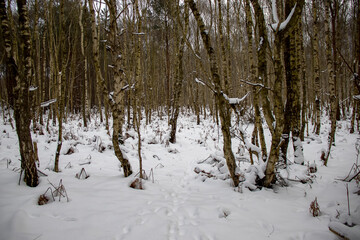 Fototapeta na wymiar Fresh snow in a forest in a rural area of Suffolk, UK