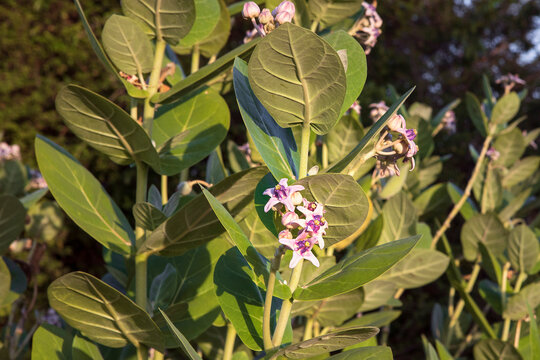 Calotropis, milkweeds  plant with inflorescence . Blooming purple flowers of calotropis gigantic.
