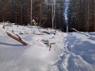 snow covered trees