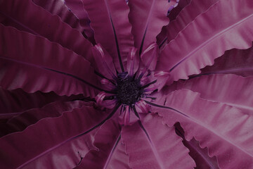 Nature purple violet Fern leaf - tropical plant surface backdrop - Beautiful texture background                                             