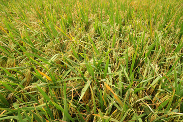 Golden yellow ripe rice plants in the rice farm - agricultural scene  - Harvest season in thailand - Landscape N