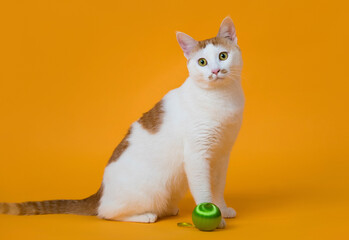 앉아있는 고양이의 귀여운 모습