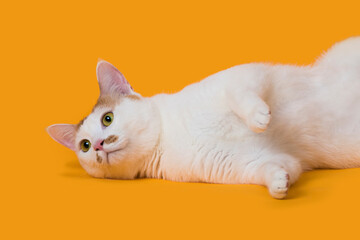 누워있는 고양이의 귀여운 모습