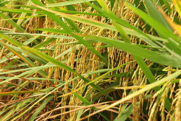 Closeup Selective Focus golden yellow ripe rice plants in the rice farm - agricultural scene  - Harvest season in thailand - Landscape Nature 