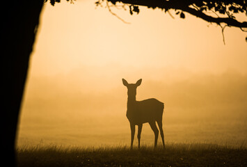 Red deer hind at dawn, looking for the rest of the herd
