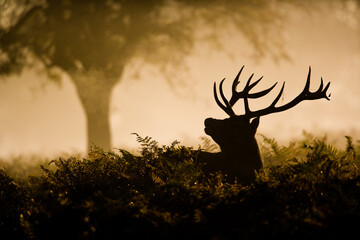 Naklejka premium Red Deer stag in silhouette, scenting the air
