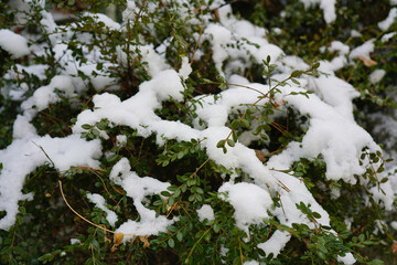 Snow on pine tree branches