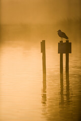 Gull sitting on a post in the water