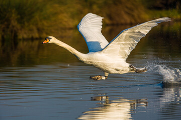 Mute swan running on water as it takes off © wayne