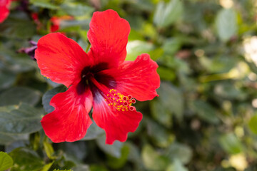 Hibiscus flower on a sunny day in tropics. Travel concept.