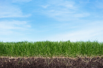 Green section of a grass with the soil and roots under blue sky