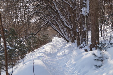 winter forest path