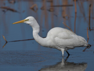 A beautiful white heron bird looking for food by the water 
