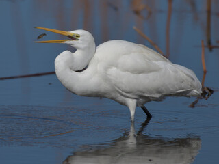 A beautiful white heron bird preying on the water's edge 