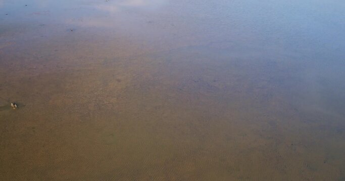 Aerial view of the wetland with the birds, Crna Mlaka, Croatia