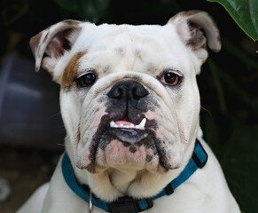 french bulldog portrait