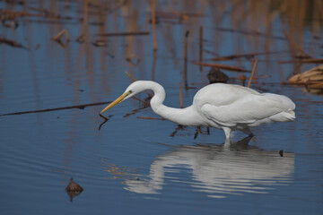 A beautiful white heron bird preying on the water's edge 