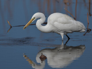 A beautiful white heron bird preying on the water's edge 