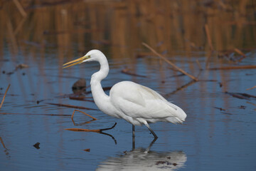 A beautiful white heron bird looking for food by the water 