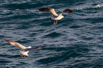 seagull flying over the sea
